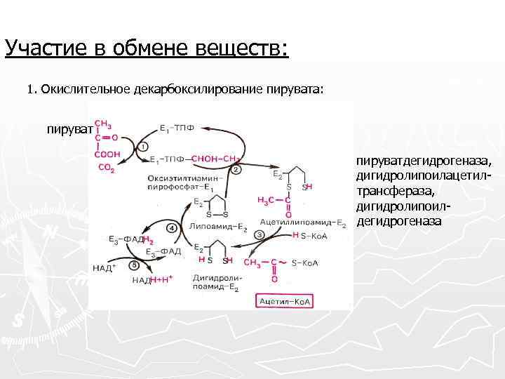 Участие в обмене веществ