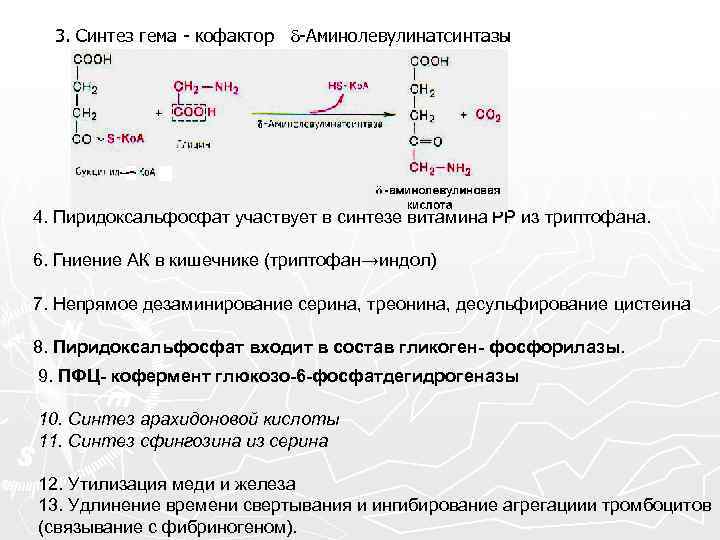 3. Синтез гема - кофактор -Аминолевулинатсинтазы 4. Пиридоксальфосфат участвует в синтезе витамина РР из