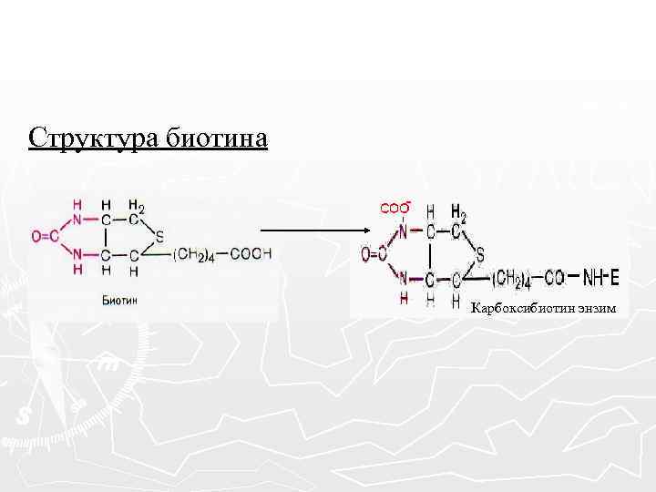 Структура биотина Карбоксибиотин энзим 