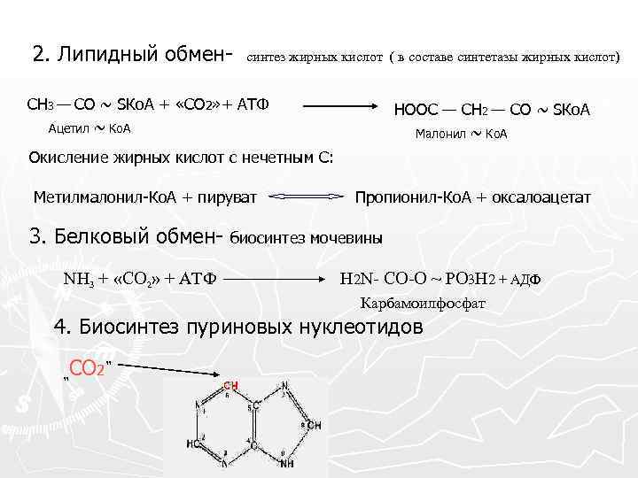 2. Липидный обмен- синтез жирных кислот ( в составе синтетазы жирных кислот) СН 3