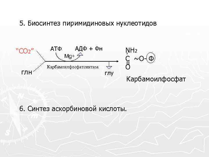 5. Биосинтез пиримидиновых нуклеотидов “CO 2” глн АДФ + Фн АТФ Mg+ Карбамоилфосфатсинтаза глу