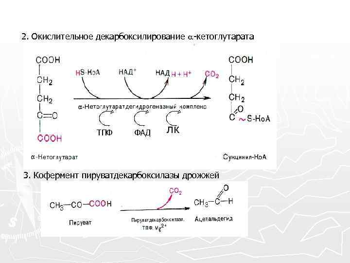 Окислительное декарбоксилирование пирувата схема