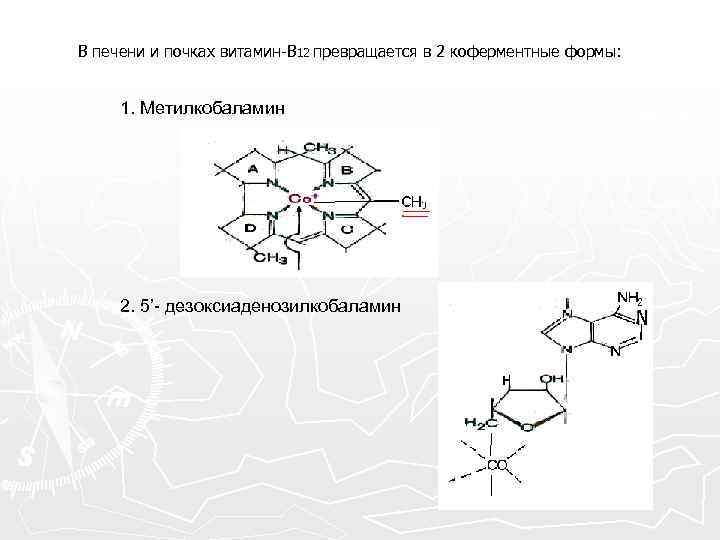 В печени и почках витамин-В 12 превращается в 2 коферментные формы: 1. Метилкобаламин 2.