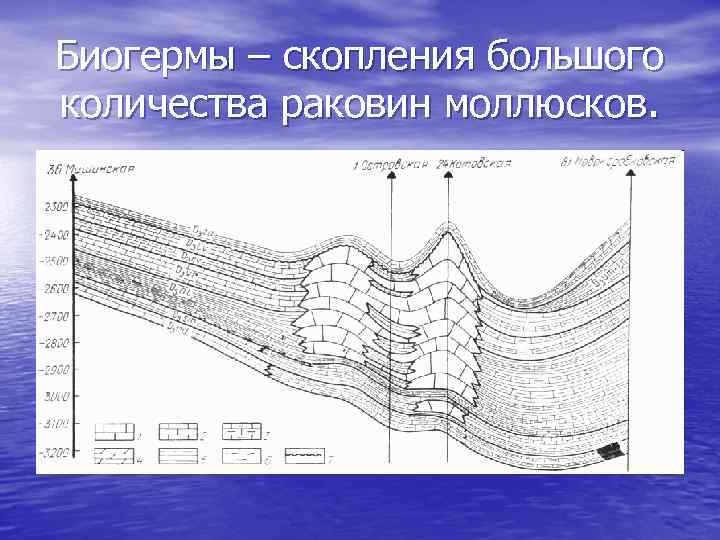 Биогермы – скопления большого количества раковин моллюсков. 