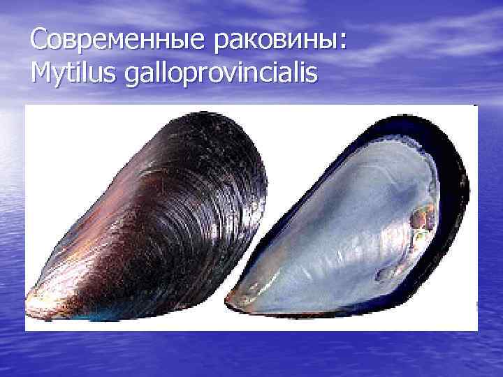 Современные раковины: Mytilus galloprovincialis 
