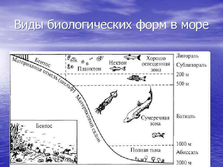 Схема глубинных зон океана 5 класс распечатать