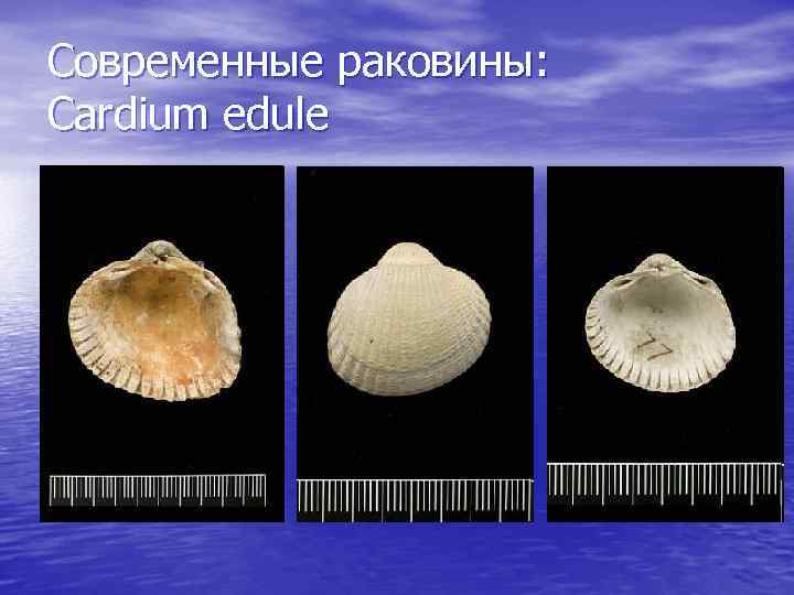 Современные раковины: Cardium edule 