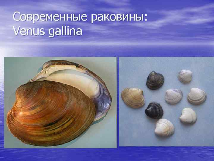 Современные раковины: Venus gallina 