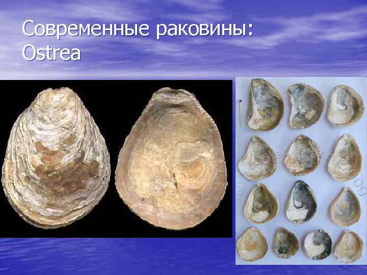 Современные раковины: Ostrea 
