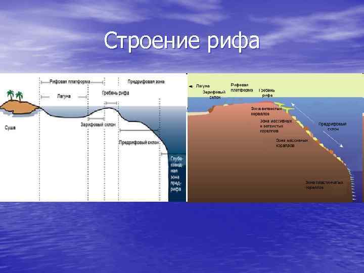 Строение рифа 