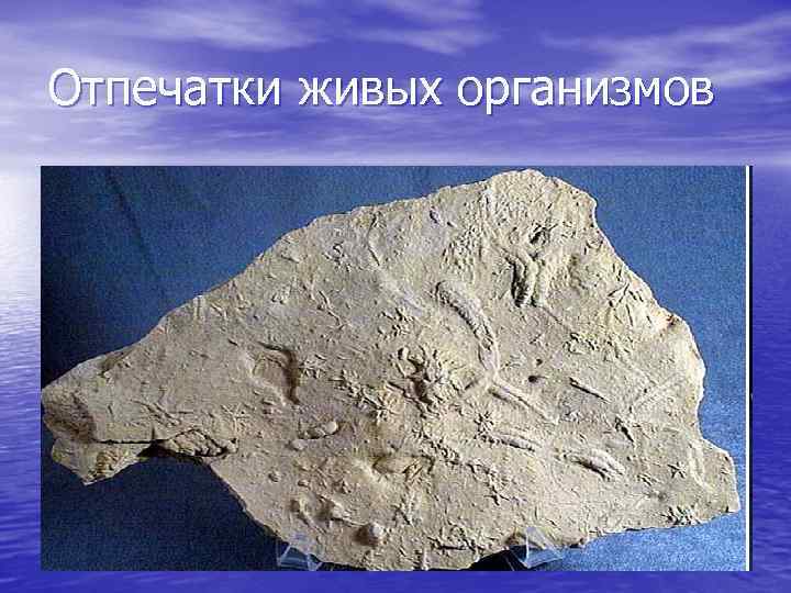 Отпечатки живых организмов 