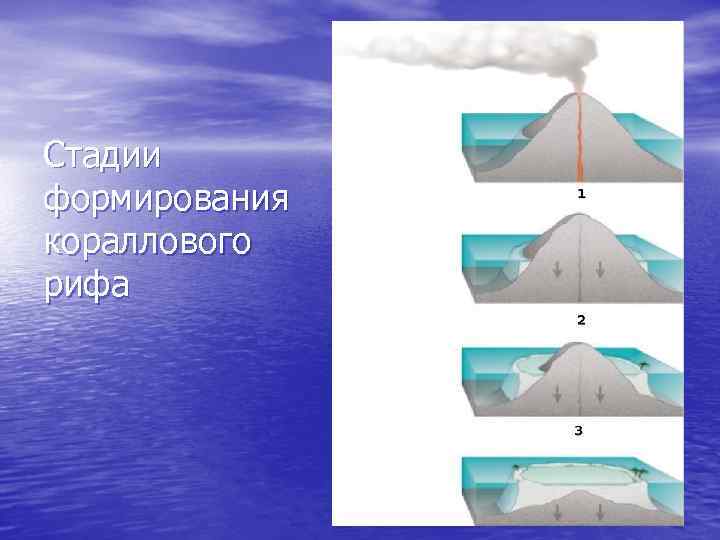 Стадии формирования кораллового рифа 