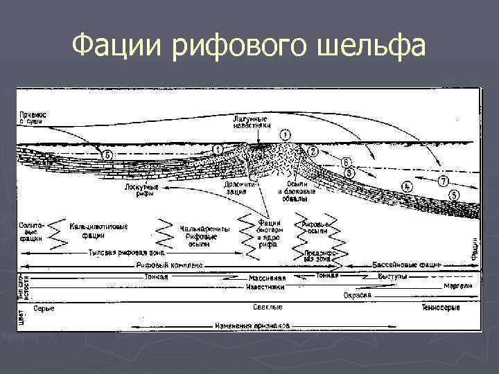 Фации рифового шельфа 