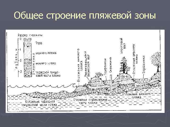 Общее строение пляжевой зоны 