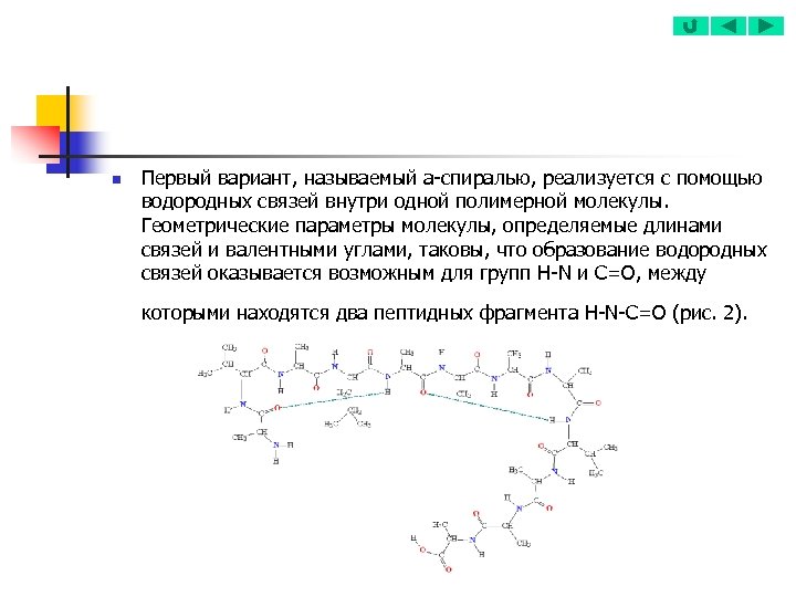 n Первый вариант, называемый a-спиралью, реализуется с помощью водородных связей внутри одной полимерной молекулы.