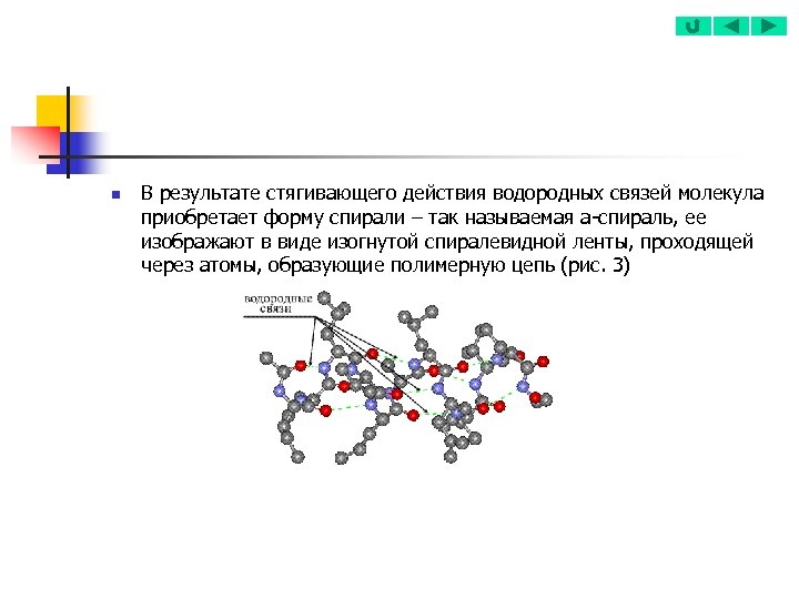 n В результате стягивающего действия водородных связей молекула приобретает форму спирали – так называемая