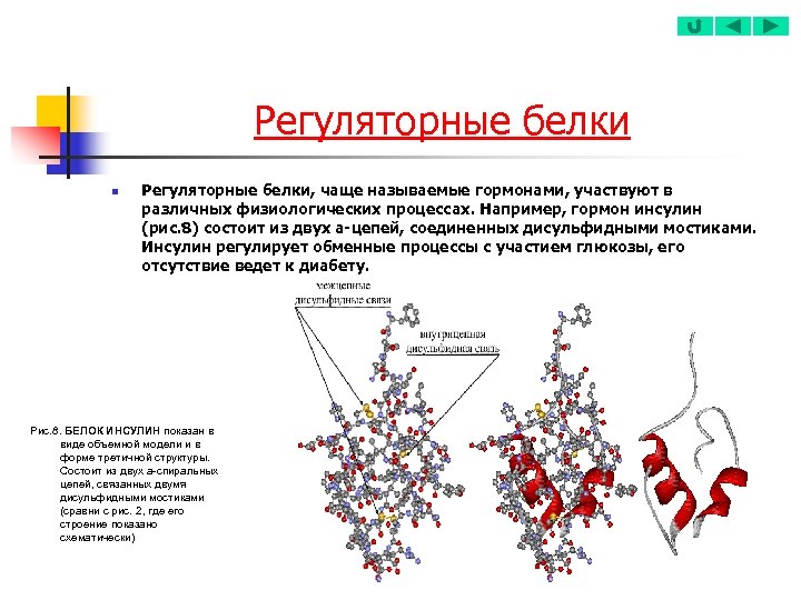 Регуляторные белки n Регуляторные белки, чаще называемые гормонами, участвуют в различных физиологических процессах. Например,