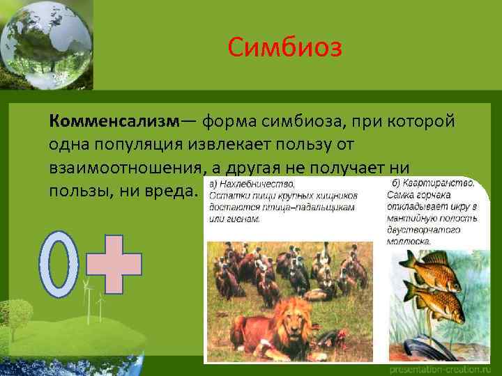 Симбиоз Комменсализм— форма симбиоза, при которой одна популяция извлекает пользу от взаимоотношения, а другая