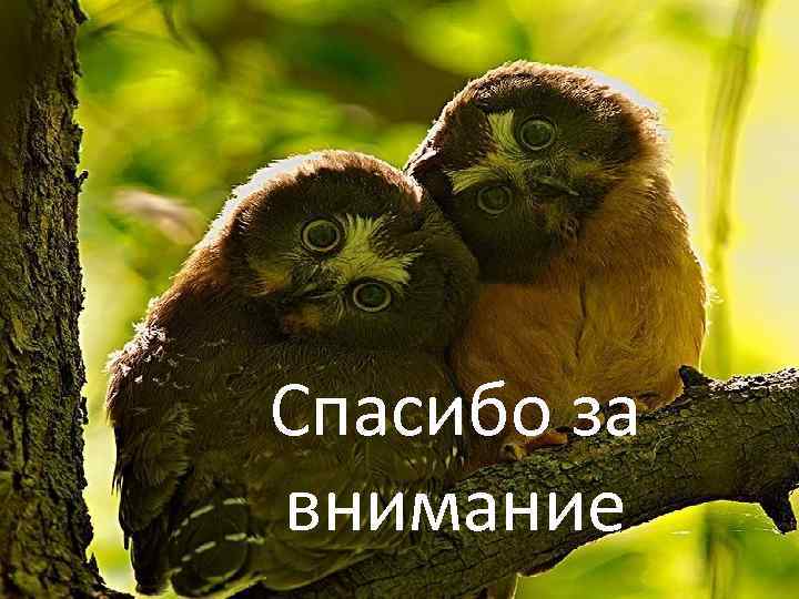 Спасибо за внимание 