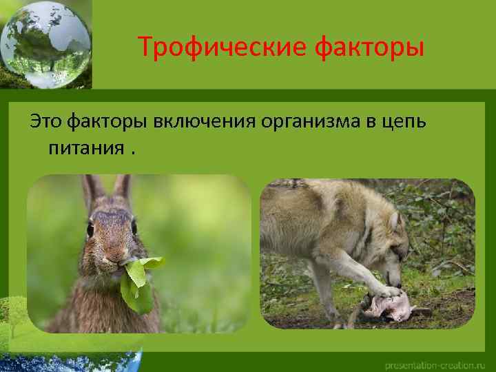 Трофические факторы Это факторы включения организма в цепь питания. 