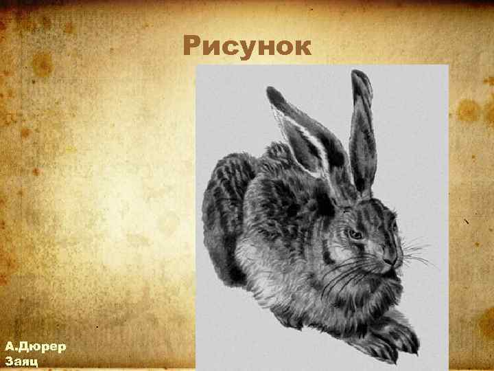 Рисунок А. Дюрер Заяц 