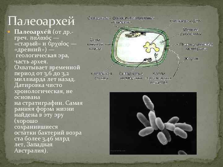 Палеоархей Палеоархе й (от др. - греч. παλαιός — «старый» и ἀρχαῖος — «древний»