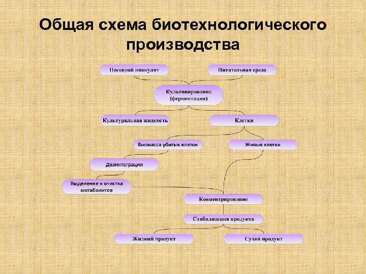 Биотехнология схема производства