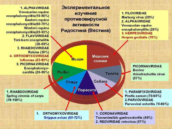 1. ALPHAVIRIDAE Venezuelan equine encephalomyelitis(10 -50%) Eastern equine encephalomyelitis(60 -75%) Western equine encephalomyelitis(25 -63%)