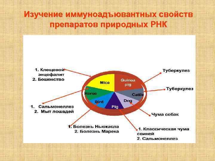 Изучение иммуноадъювантных свойств препаратов природных РНК 