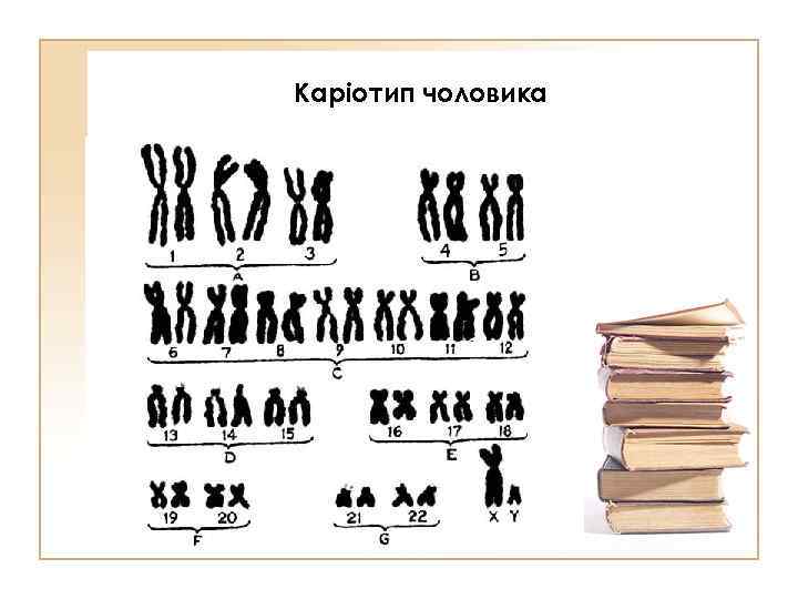 Каріотип чоловика 