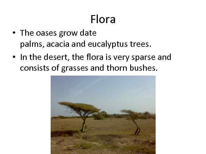 Flora • The oases grow date palms, acacia and eucalyptus trees. • In the