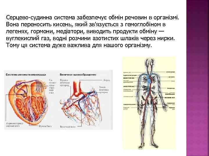 Серцево-судинна система забезпечує обмін речовин в організмі. Вона переносить кисень, який зв'язується з гемоглобіном
