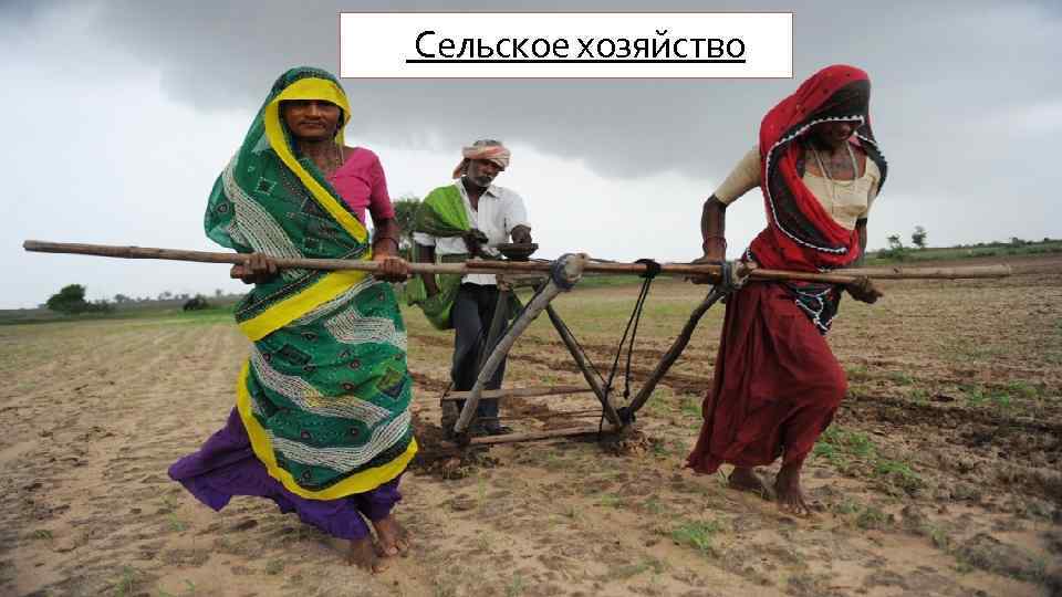  Сельское хозяйство 