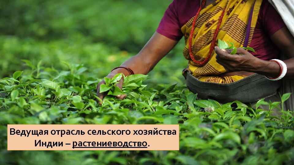 Ведущая отрасль сельского хозяйства Индии – растениеводство. 