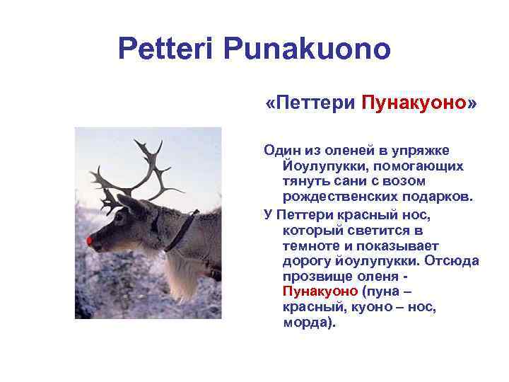 Petteri Punakuono «Петтери Пунакуоно» Один из оленей в упряжке Йоулупукки, помогающих тянуть сани с