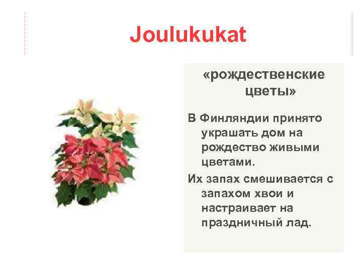 Joulukukat «рождественские цветы» В Финляндии принято украшать дом на рождество живыми цветами. Их запах