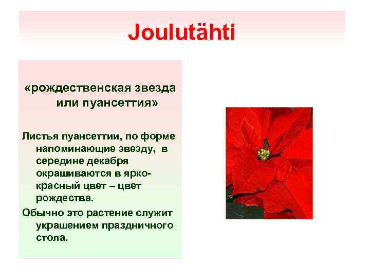 Joulutähti «рождественская звезда или пуансеттия» Листья пуансеттии, по форме напоминающие звезду, в середине декабря