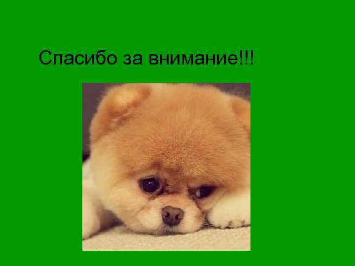 Спасибо за внимание!!! 