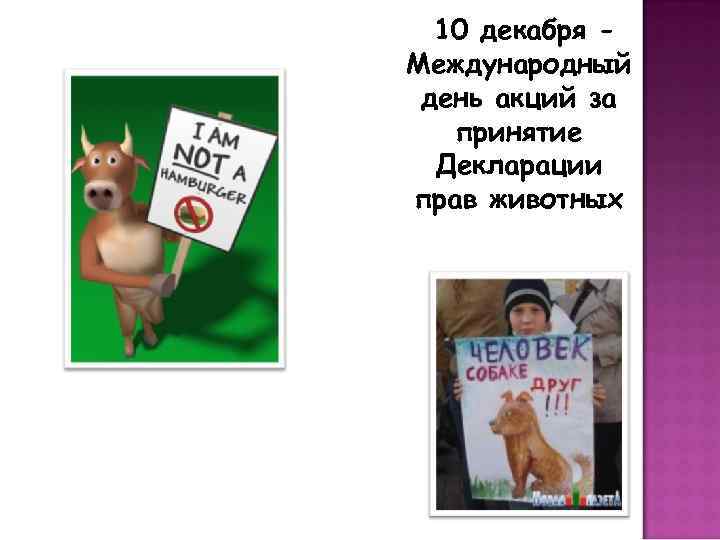 10 декабря Международный день акций за принятие Декларации прав животных 