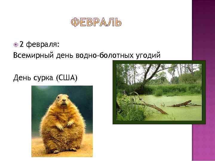 Презентация день сурка