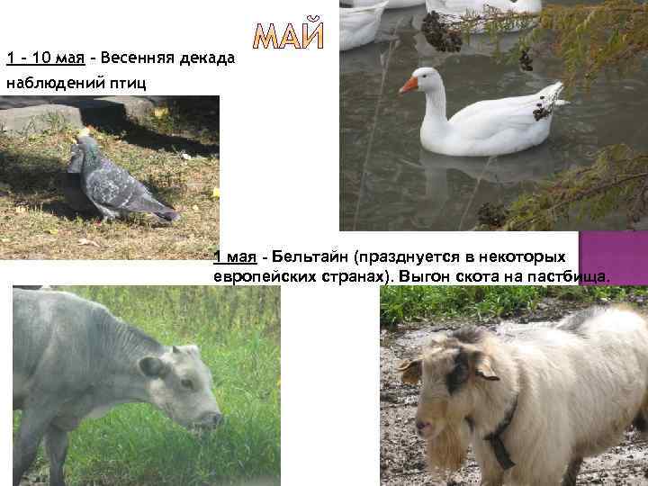 1 – 10 мая – Весенняя декада наблюдений птиц 1 мая - Бельтайн (празднуется