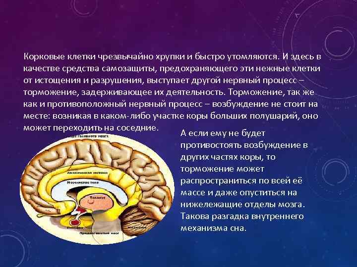 Корковые клетки чрезвычайно хрупки и быстро утомляются. И здесь в качестве средства самозащиты, предохраняющего