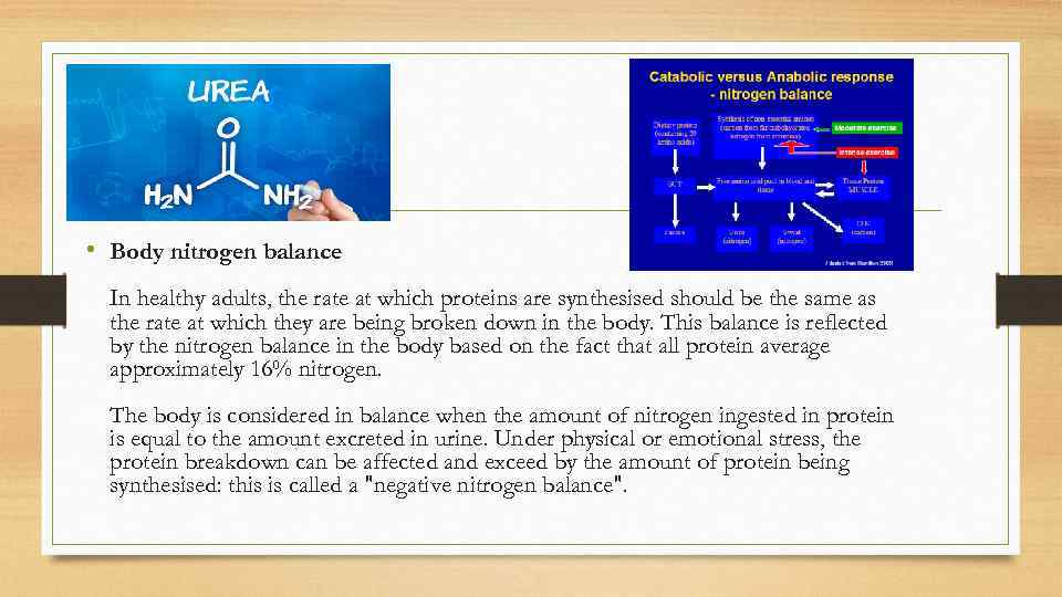  • Body nitrogen balance In healthy adults, the rate at which proteins are