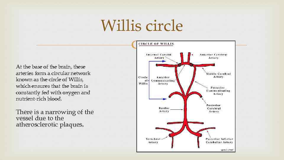 Willis circle At the base of the brain, these arteries form a circular network