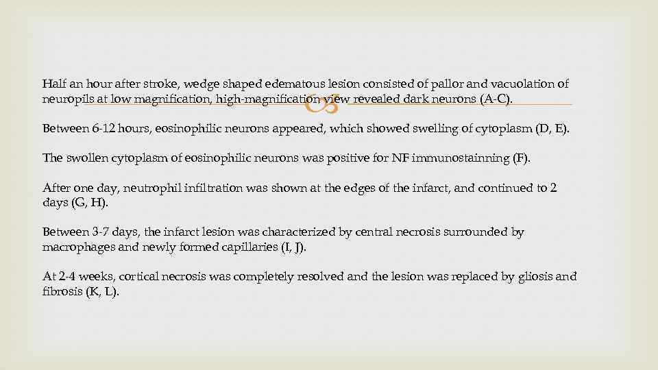 Half an hour after stroke, wedge shaped edematous lesion consisted of pallor and vacuolation