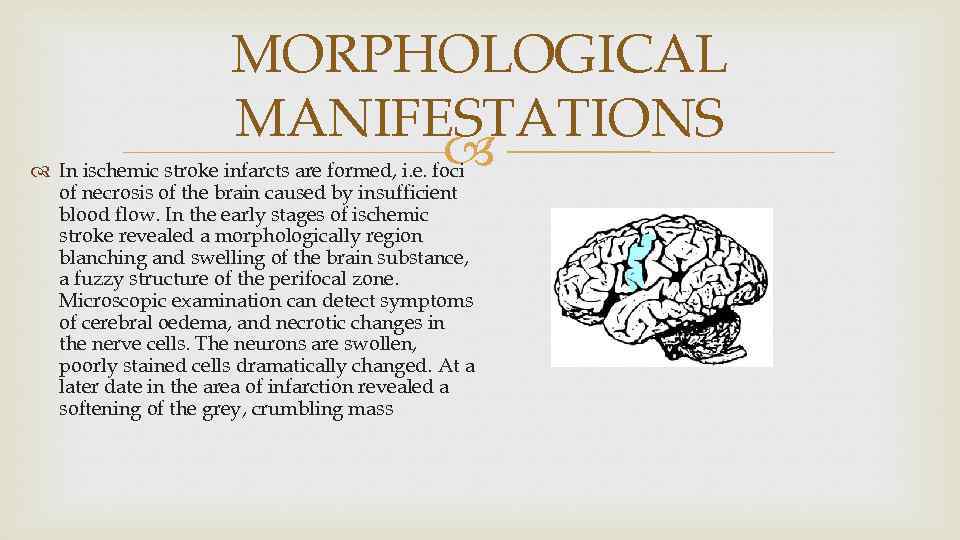 MORPHOLOGICAL MANIFESTATIONS In ischemic stroke infarcts are formed, i. e. foci of necrosis of