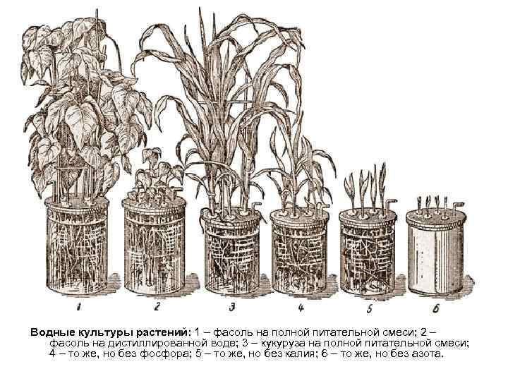 Опыт культуры. Вегетационный метод в физиологии растений. Вегетационный метод Тимирязева. Сосуды для вегетационных опытов. Песчаная культура растений.