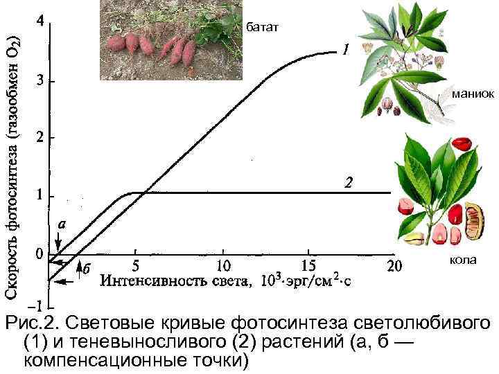 Соотношение растений