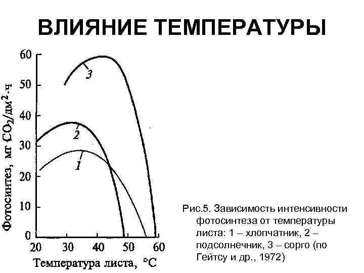 Зависимость интенсивности фотосинтеза от температуры. Зависимость фотосинтеза от интенсивности света.