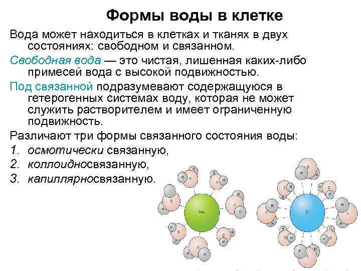 Формы воды в клетке Вода может находиться в клетках и тканях в двух состояниях: